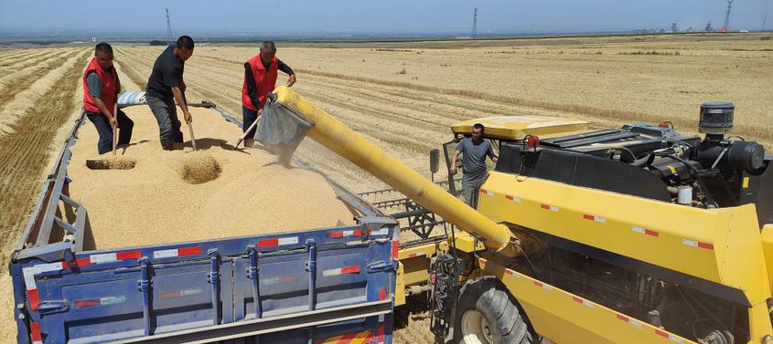 7月13日，在新疆伊犁哈萨克自治州察布查尔锡伯自治县加尕斯台镇努拉洪布拉克村小麦种植基地里，伊犁州人大常委会驻该村“访惠聚”工作队队员帮助粮农收获小麦。华岩明摄