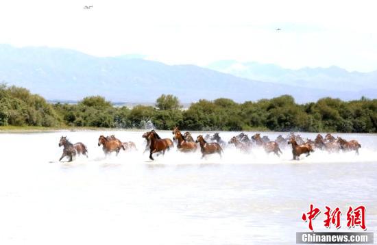 　　7月17日，新疆昭蘇縣在特克斯河濕地，舉行“天馬浴河”精彩表演，吸引眾多游客前來觀看。據悉，6月以來，昭蘇縣在濕地公園每天舉行兩次“天馬浴河”節目表演。每次有40匹“天馬”參加表演，牧民從山上趕著馬匹一路馳騁而下，走近河岸。趕馬人一聲吆喝，馬會立即在岸邊停下來，稍微休整二三分鐘，然后趕馬人又一聲號令，馬瞬間跳進河流奮蹄奔騰而起，河面上水花飛濺四射，場面壯觀奇美。 陶拴科 攝