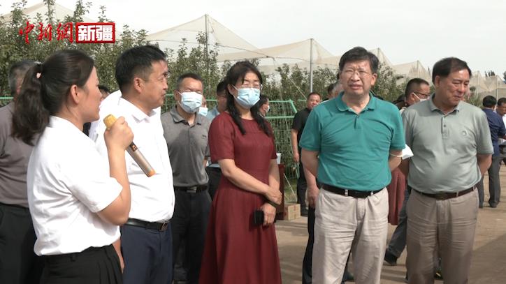 中国工程院副院长邓秀新院士调研指导第一师阿拉尔市林果产业发展