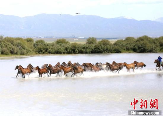 　　7月17日，新疆昭蘇縣在特克斯河濕地，舉行“天馬浴河”精彩表演，吸引眾多游客前來觀看。據悉，6月以來，昭蘇縣在濕地公園每天舉行兩次“天馬浴河”節目表演。每次有40匹“天馬”參加表演，牧民從山上趕著馬匹一路馳騁而下，走近河岸。趕馬人一聲吆喝，馬會立即在岸邊停下來，稍微休整二三分鐘，然后趕馬人又一聲號令，馬瞬間跳進河流奮蹄奔騰而起，河面上水花飛濺四射，場面壯觀奇美。 陶拴科 攝