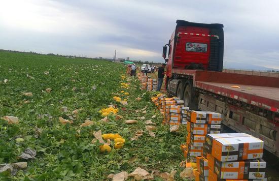 7月17日，工人们在六师共青团农场五连甜瓜地里采摘、称重、分类打包、套袋装箱、装运甜瓜。