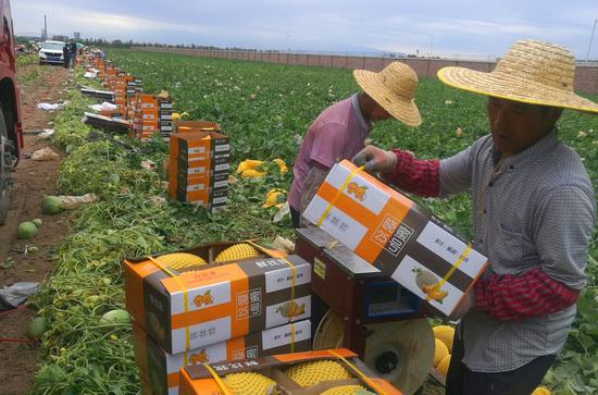 7月17日，六师共青团农场五连甜瓜被工人打包装入包装简约大方的礼盒。