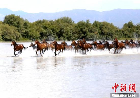 　　7月17日，新疆昭蘇縣在特克斯河濕地，舉行“天馬浴河”精彩表演，吸引眾多游客前來觀看。據悉，6月以來，昭蘇縣在濕地公園每天舉行兩次“天馬浴河”節目表演。每次有40匹“天馬”參加表演，牧民從山上趕著馬匹一路馳騁而下，走近河岸。趕馬人一聲吆喝，馬會立即在岸邊停下來，稍微休整二三分鐘，然后趕馬人又一聲號令，馬瞬間跳進河流奮蹄奔騰而起，河面上水花飛濺四射，場面壯觀奇美。 陶拴科 攝