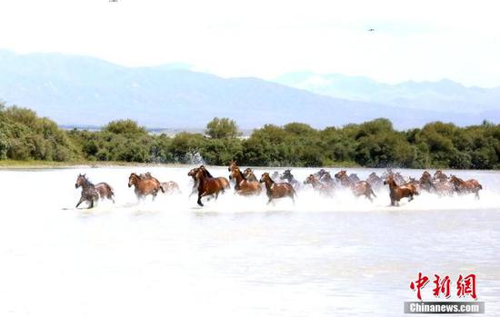 新疆昭蘇高原上演“天馬浴河”