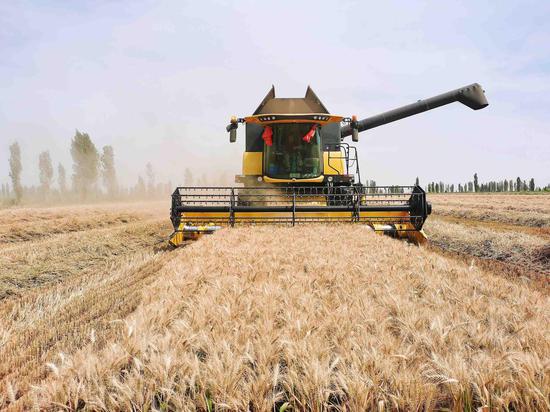 二十四團萬畝小麥喜獲豐收