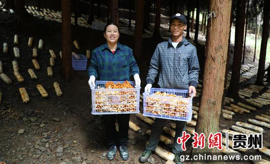 大方县对江镇村民展示采收林下食用菌。周训贵  摄