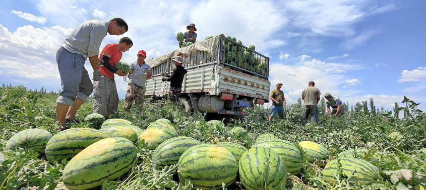 7月19日，在新疆伊犁哈萨克自治州察布查尔锡伯自治县种羊场井灌区大田西瓜种植基地里，瓜农们正忙着给收购车装西瓜销售。华岩明摄