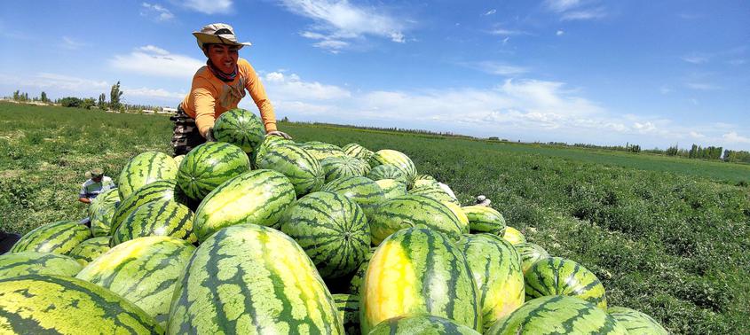 7月19日，在新疆伊犁哈薩克自治州察布查爾錫伯自治縣種羊場井灌區大田西瓜種植基地里，瓜農在地里裝滿一車西瓜銷售。華巖明攝