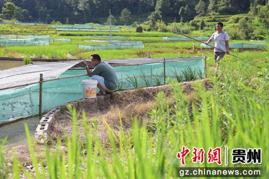 岑巩县客楼镇两江村，村民在查看牛蛙进食情况。唐鹏 摄