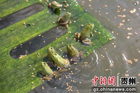 岑巩县客楼镇两江村稻田养殖基地养殖的牛蛙。唐鹏  摄