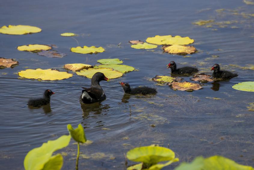 　　黑水雞又被稱為紅冠水雞、紅骨頂、紅鳥，能像鴨子一樣在水里游，善于游泳和潛水，常常棲息在灌木叢、蘆葦叢中，多成對活動，以水草，小魚蝦等為食。

