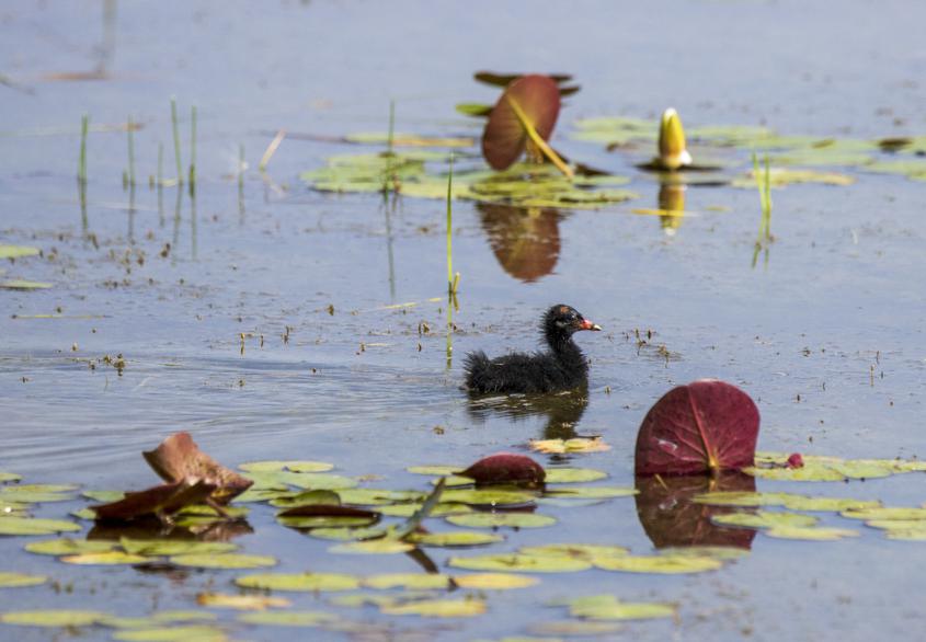 　　黑水鸡又被称为红冠水鸡、红骨顶、红鸟，能像鸭子一样在水里游，善于游泳和潜水，常常栖息在灌木丛、芦苇丛中，多成对活动，以水草，小鱼虾等为食。

