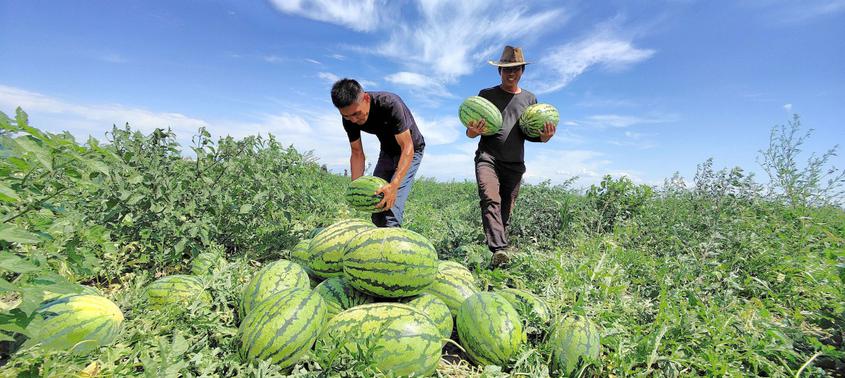 7月19日，在新疆伊犁哈薩克自治州察布查爾錫伯自治縣種羊場井灌區大田西瓜種植基地里，瓜農們在豐收的喜悅中搬運西瓜。華巖明攝