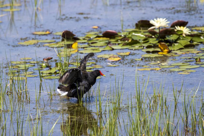 　　黑水雞又被稱為紅冠水雞、紅骨頂、紅鳥，能像鴨子一樣在水里游，善于游泳和潛水，常常棲息在灌木叢、蘆葦叢中，多成對活動，以水草，小魚蝦等為食。

