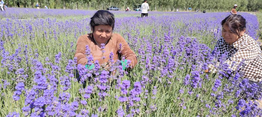 7月20日，在新疆伊犁哈薩克自治州察布查爾錫伯自治縣的伊犁河谷農業科技集團有限公司薰衣草產業園里，當地農民正忙著收割薰衣草花朵。華巖明攝