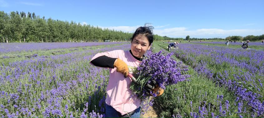 7月20日，在新疆伊犁哈萨克自治州察布查尔锡伯自治县的伊犁河谷农业科技集团有限公司薰衣草产业园里，当地农民在展示收割的薰衣草花朵。华岩明摄