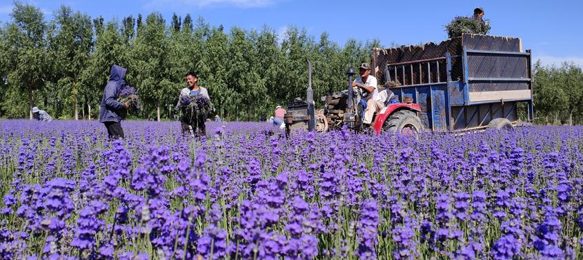 7月20日，在新疆伊犁哈薩克自治州察布查爾錫伯自治縣的伊犁河谷農業科技集團有限公司薰衣草產業園里，當地農民正忙著運輸收割的薰衣草花朵。華巖明攝