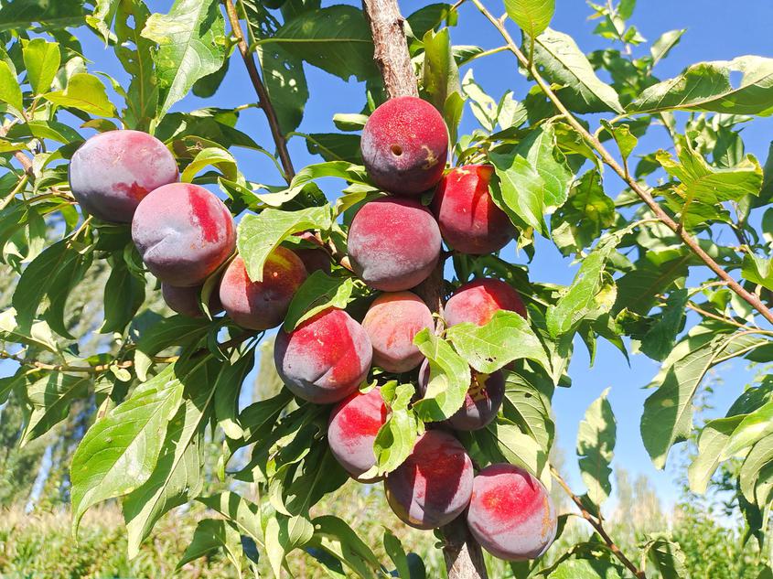 新疆察布查爾縣：特色林果種植助農增收致富