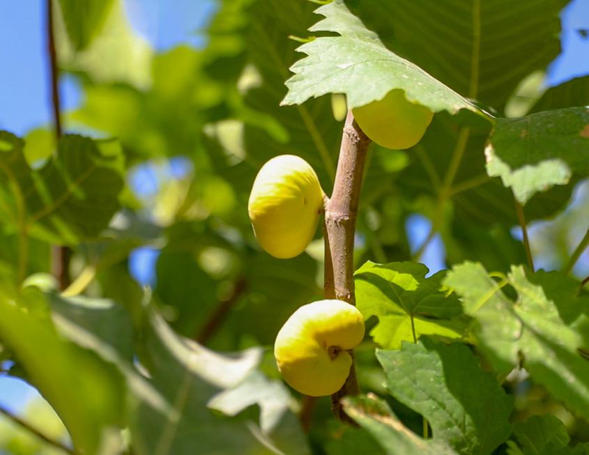 现在无花果已成为农民增收致富的“金果果”。