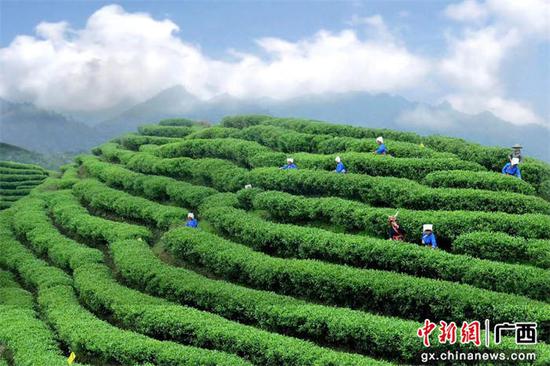 高海拔上的六段瑶寨茶山。六段瑶寨供图
