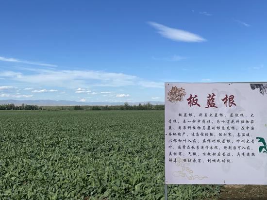 哈巴河县种植的甘草、黄芪、板蓝根、红花等中药材产量高品质优。