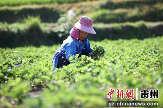 7月23日，村民在贵州省黔东南苗族侗族自治州丹寨县扬武镇长青社区草莓田里人工除草。