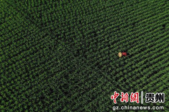 7月23日，村民在贵州省黔东南苗族侗族自治州丹寨县扬武镇长青社区稻田里查看水稻的长势（无人机照片）。