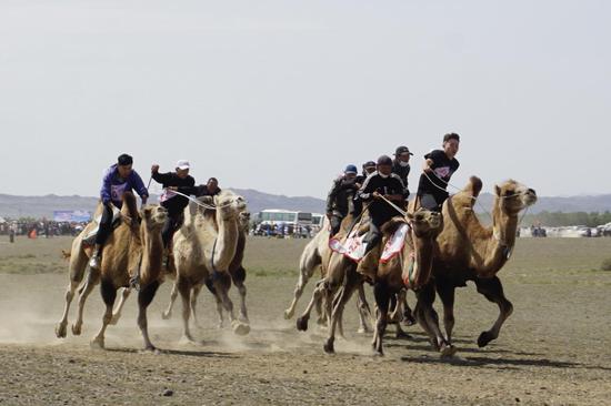 选手进行赛骆驼5公里竞赛。李子良摄