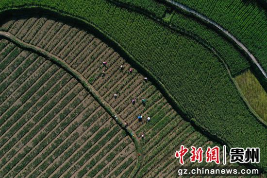 7月23日，村民在贵州省黔东南苗族侗族自治州丹寨县扬武镇长青社区草莓田里人工除草（无人机照片）。