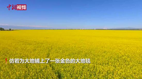 新疆昭苏县二十余万亩油菜花伸向天际