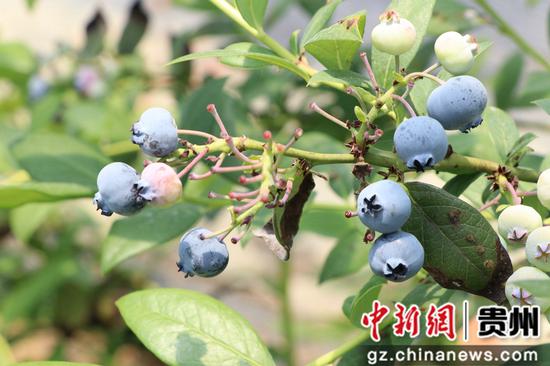 贵州毕节七星关区：蓝莓飘香采摘忙