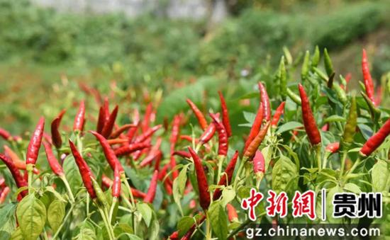 贵州遵义新蒲新区：一颗小辣椒 转动“一城三园”