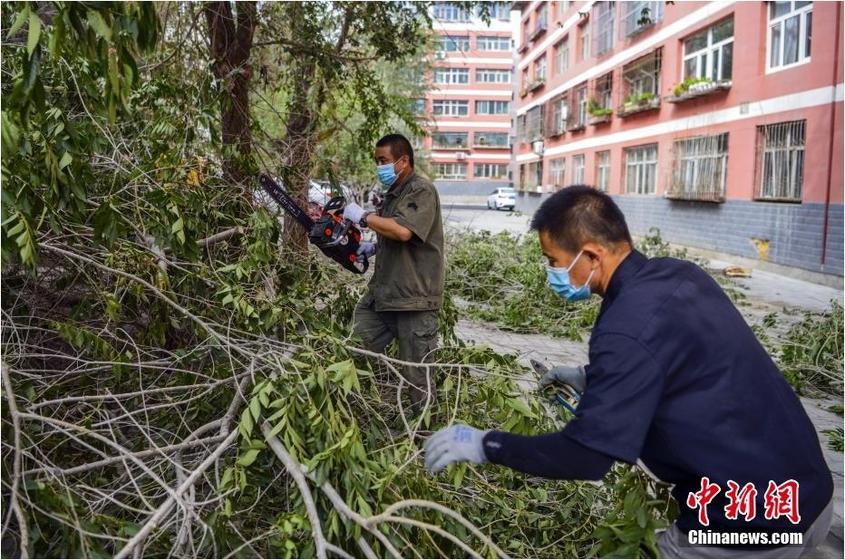 7月25日，新疆乌鲁木齐市沙依巴克区新通小区，工作人员对小区内的树木进行修剪。中新社记者 刘新 摄