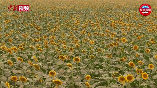 新疆和田：沙漠里的千亩向日葵绚丽绽放
