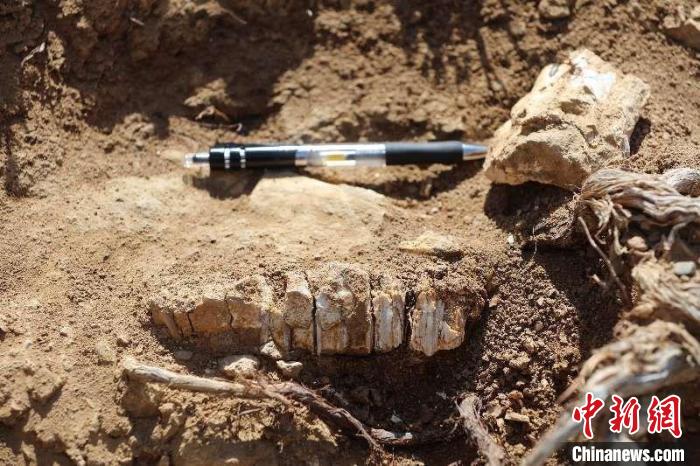 新疆溫泉縣發現八百萬年前三趾馬動物群化石