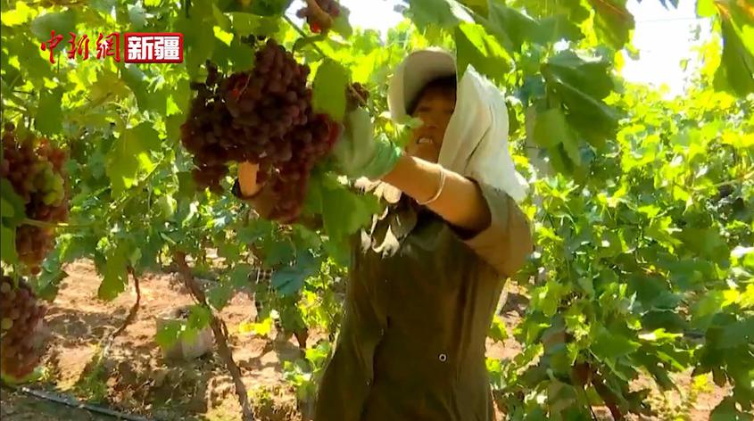 新疆呼图壁：葡萄喜丰收 农民采摘忙