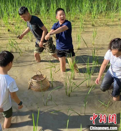 图为游客体验稻田抓鱼。　吴光辉　摄