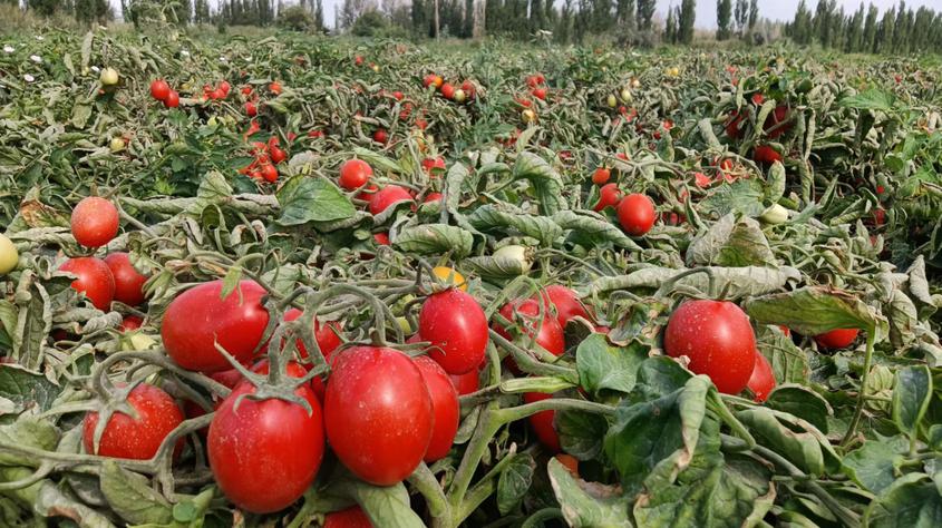 新疆焉耆县近6万亩工业番茄陆续成熟即将进入采摘期