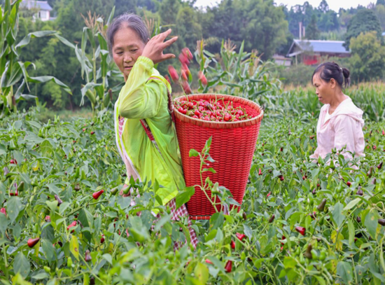 村民在新蒲新区永乐镇山堡村辣椒基地采收辣椒。