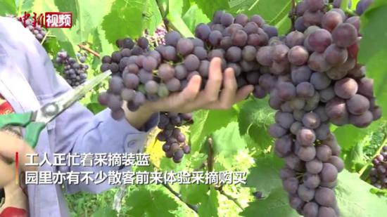 贵州桐梓：葡萄丰收香满园 果园经济促增收