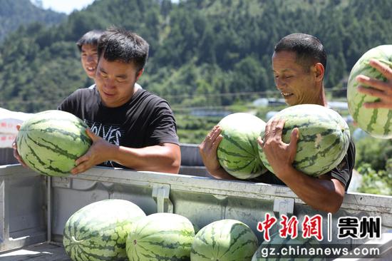 工人们在搬运成熟的西瓜。刘梦摄