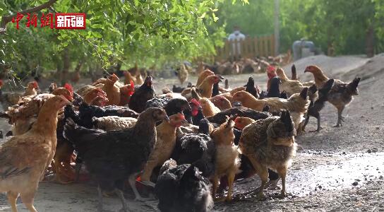 新疆若羌：棗園養雞 又生態又增收
