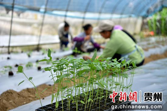 2022年7月30日，村民在罗甸县逢亭镇祥脚村蔬菜种植基地移栽辣椒苗。