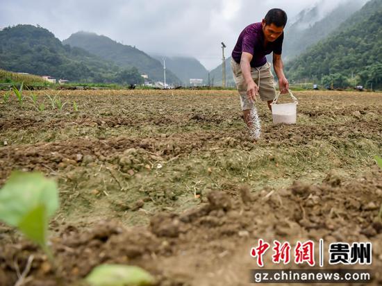 2022年7月30日，村民在罗甸县逢亭镇祥脚村蔬菜种植基地施底肥。