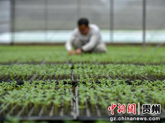 2022年7月30日，技术员在罗甸县逢亭镇祥脚村蔬菜种植基地观察菜苗长势情况。
