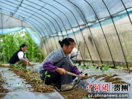 2022年7月30日，村民在罗甸县逢亭镇祥脚村蔬菜种植基地移栽辣椒苗。