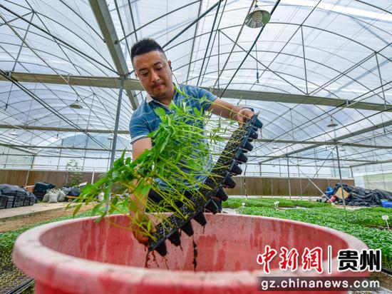 2022年7月30日，技术员在罗甸县逢亭镇祥脚村蔬菜种植基地让菜苗泡营养液。