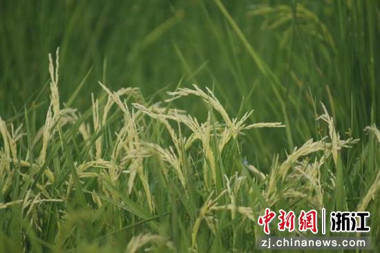 “稻花香2号”设计改良成富含游离氨基酸、味道特别鲜的水稻。受访者供图