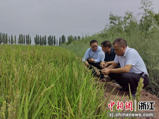 浙江大学研究人员和基地负责人在田边查看高锌水稻的穗粒结构。受访者供图