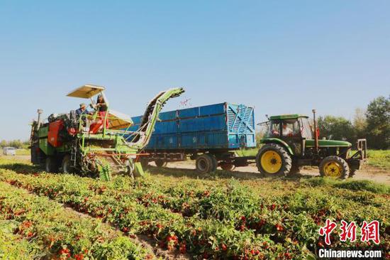眼下，新疆兵团第二师焉耆垦区的6万亩番茄陆续开始机械采收。　白克斌　摄